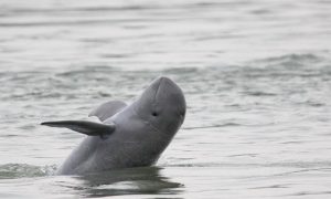 Researchers at IIT Madras 2020: Great help towards tripling Dolphin population