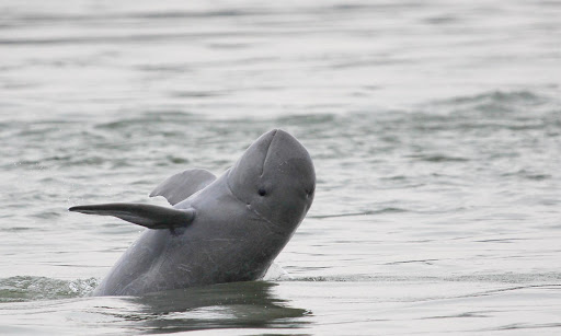 Researchers at IIT Madras 2020: Great help towards tripling Dolphin population
