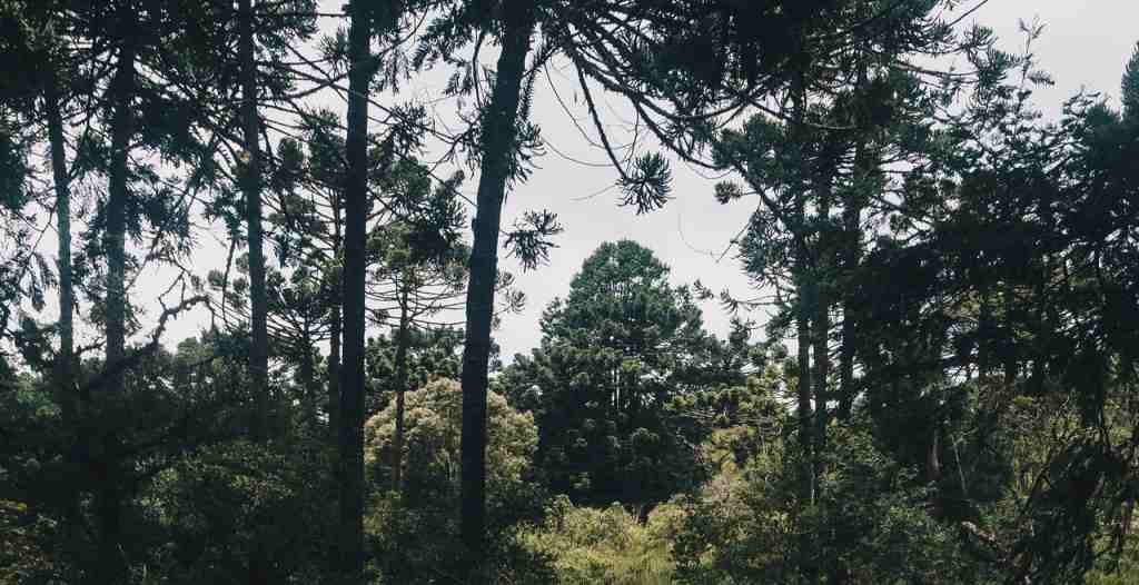 HPPSC Range Forest Officer: Apply till great April 19