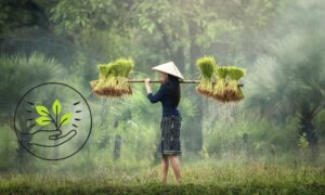 Top 20 MSc Agriculture colleges in Rajasthan Latest List 2023