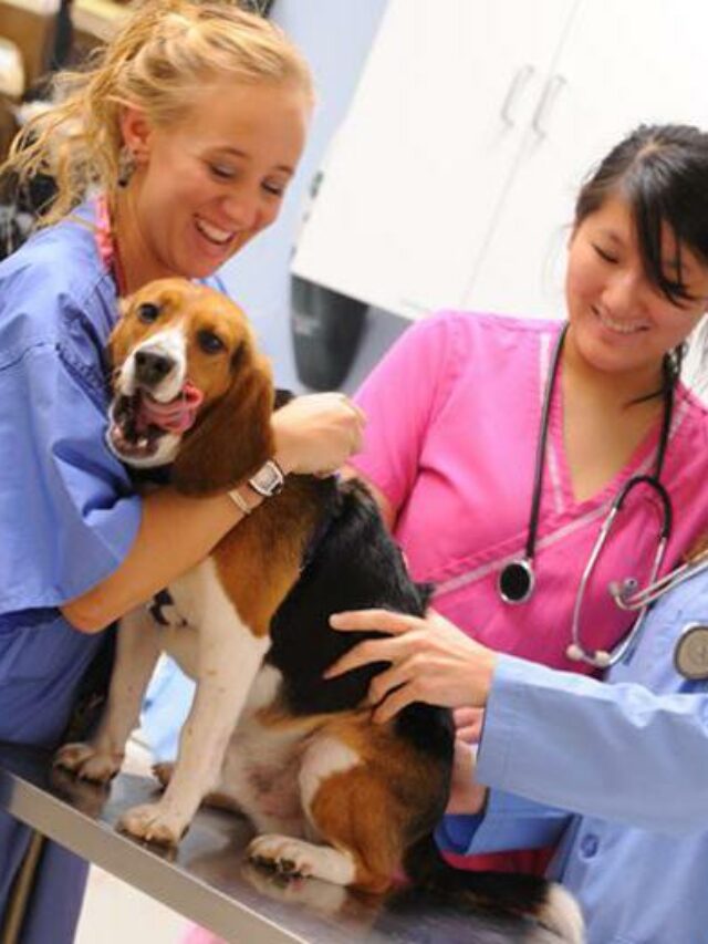 Top Veterinary Courses in India