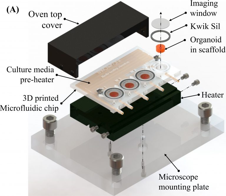 MIT and IIT M scientists grow great human brain tissues