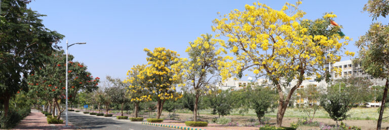 Researchers at IISER Bhopal unravel the great genome of turmeric