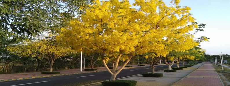 IISER Bhopal researchers