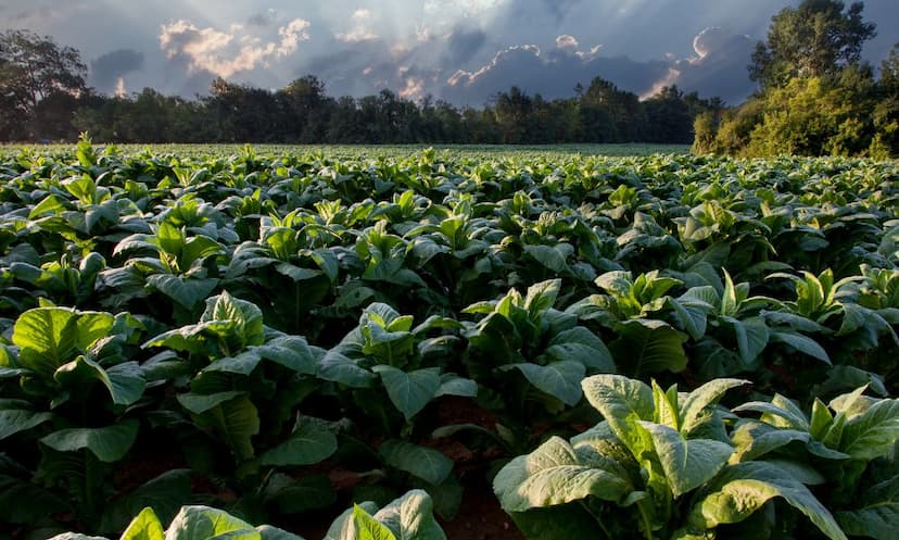 Top 20 BSC Agriculture Colleges In Andhra Pradesh