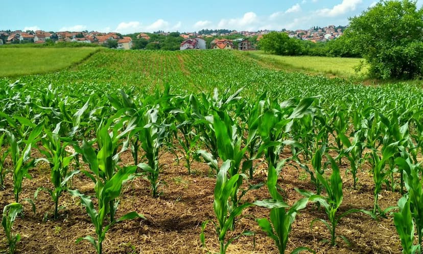 ICAR AIEEA PG 2024 Application