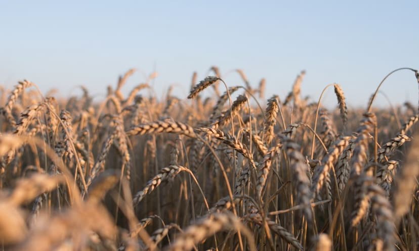 Top BSc Agriculture Colleges in Haryana