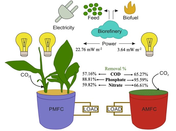 IIT Jodhpur researchers use great plants to generate power IIT Jodhpur researchers use great plants to generate power